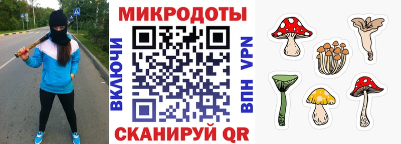 Галлюциногенные грибы Psilocybe  Новая Ладога 